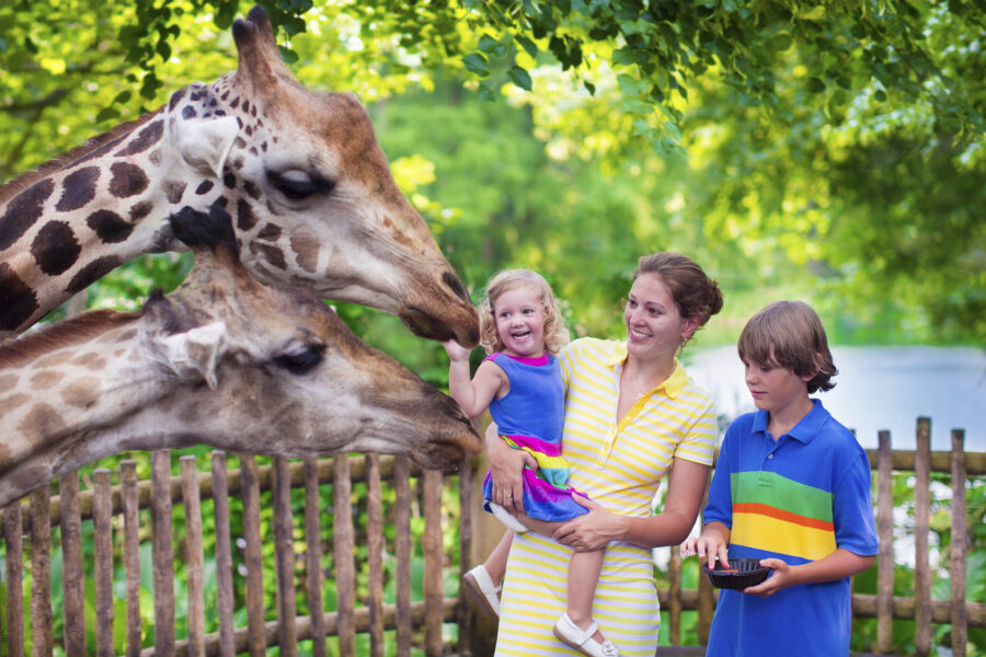 What Should I Do if I Get Injured at the Minnesota Zoo in Minneapolis?